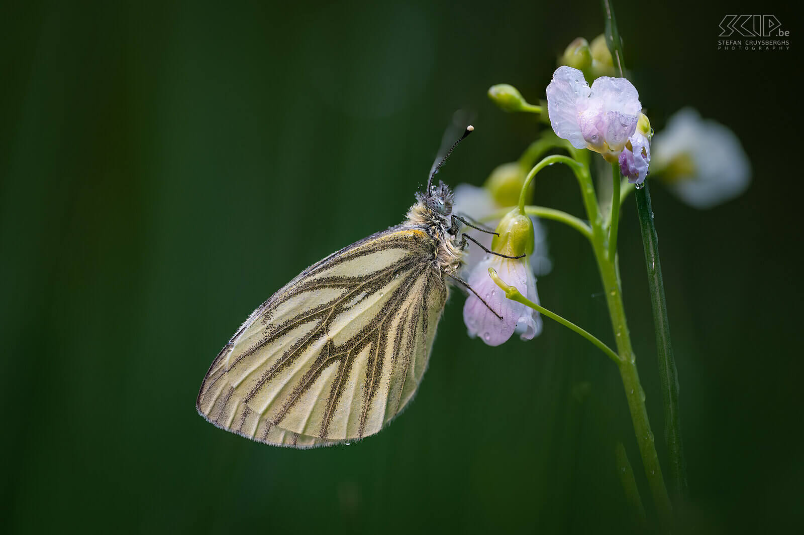 Insects - Green-veined white In our garden, large numbers of butterflies only appeared late in the summer, but luckily, I was able to photograph some caterpillars and butterflies here and there starting in the spring. In a few nature reserves, I was also able to capture some beautiful dragonflies and damselflies this summer. Stefan Cruysberghs